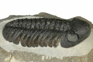 2.6" Prone Austerops Trilobite - Ofaten, Morocco - Fossil #204300