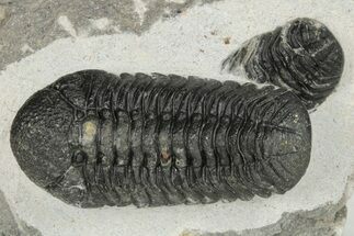 2.2" Detailed Morocops Trilobite Fossil - Morocco - Fossil #204301