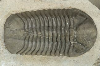 1.35" Austerops Trilobite - Jorf, Morocco  - Fossil #204302