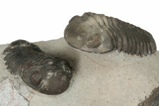 Pair Of Austerops Trilobite Fossils - Jorf, Morocco #204307