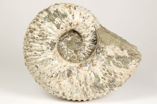 Bumpy Ammonite (Douvilleiceras) Fossil - Madagascar #205062