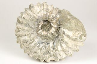 4.3" Bumpy Ammonite (Douvilleiceras) Fossil - Madagascar - Fossil #205063