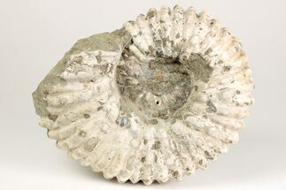Bumpy Ammonite (Douvilleiceras) Fossil - Madagascar #205064