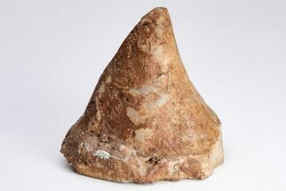Ordovician Monoplacophoran (Gasconadeoconus) - Missouri #204288