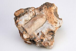 Ordovician Monoplacophoran (Bipulvina) - Missouri #204289
