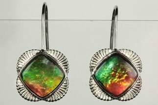 Flashy Ammolite (Fossil Ammonite Shell) Earrings with Sterling Silver #206015