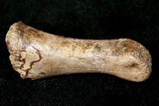 Small Theropod (Raptor) Finger Bone - Montana #12789