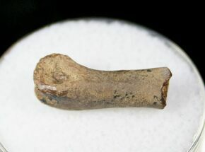 Small Theropod (Raptor) Partial Finger Bone - Hell Creek Formation #12791