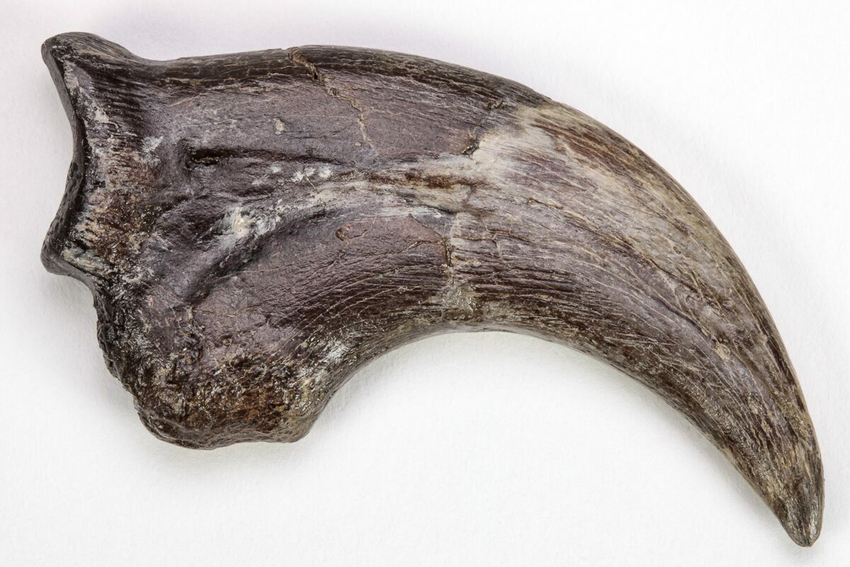 1.95 Fossil Raptor (Anzu) Hand Claw - Excellent Condition