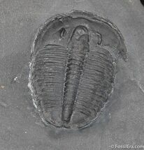 Nice Inch Elrathia Trilobite In Matrix #252