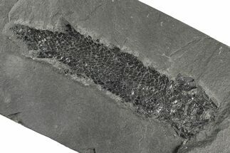 Devonian Lobe-Finned Fish (Osteolepis) - Scotland #206428