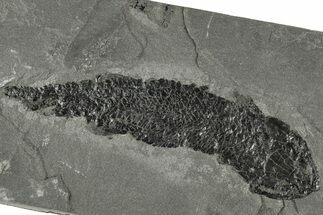 Devonian Lobe-Finned Fish (Osteolepis) - Scotland #206429