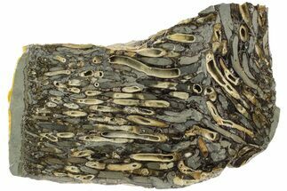 Polished Fossil Teredo (Shipworm Bored) Wood - England #206445