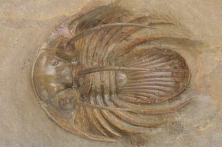 Rare, Spiny Kolihapeltis Trilobite - Atchana, Morocco #206620