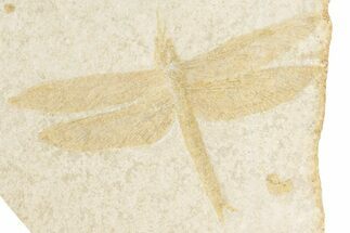 Fossil Dragonfly (Tharsophlebia?) - Solnhofen Limestone #206592