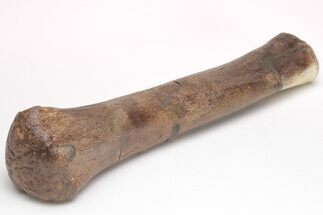 Hadrosaur (Edmontosaurus) Metacarpal Bone - Montana #206513