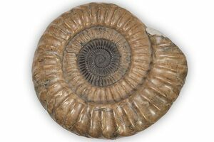 Tanglz Fossile Ammonites 45mm Livraison Gratuit avec Suivi 