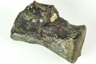 Rare, Theropod Dinosaur Vertebra - Isle of Wight, England #206543