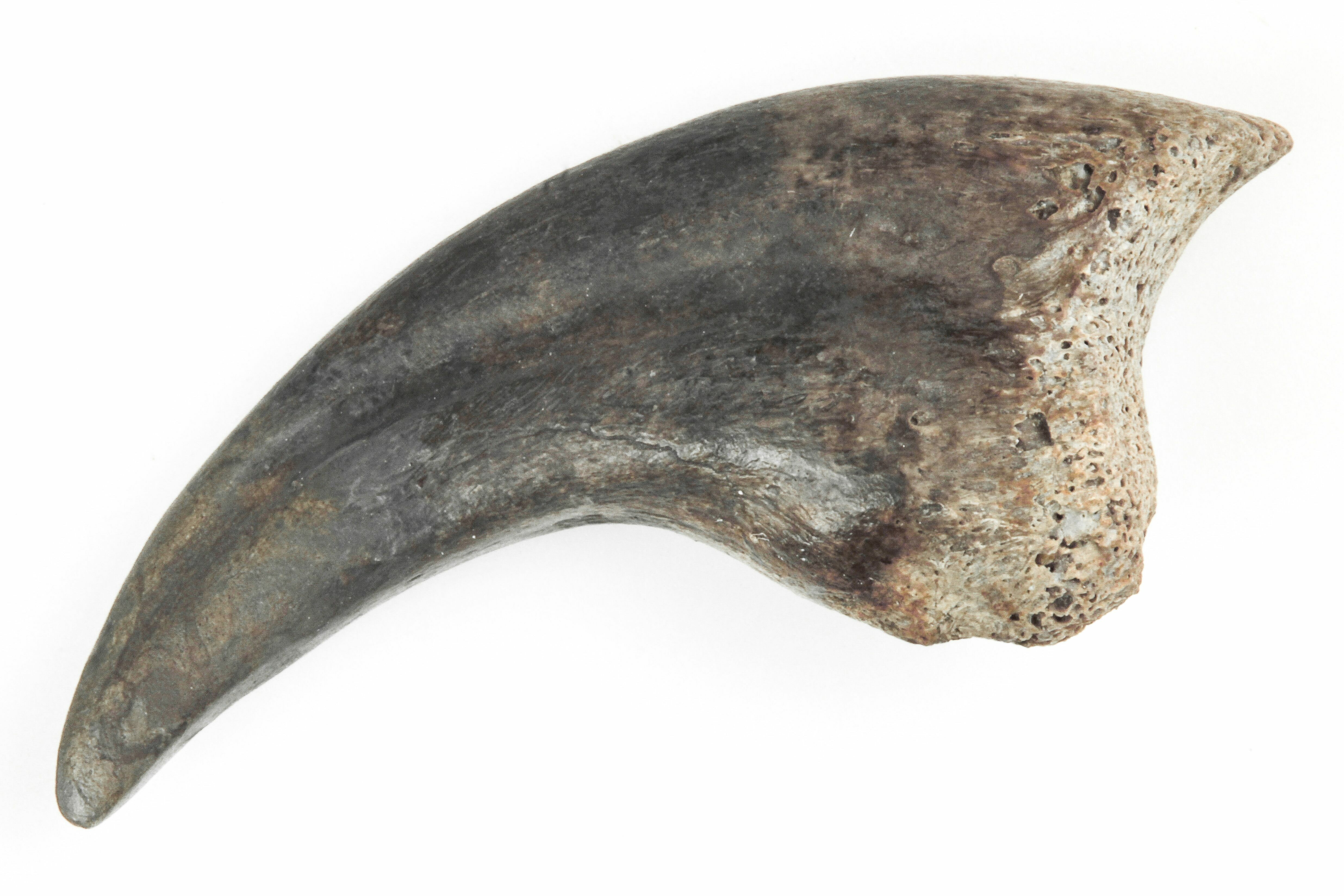 Rare, 1.28 Fossil Raptor (Anzu) Hand Claw - Montana (#206958) For Sale 