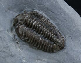 Very Inflated New York Calymene Trilobite #2142