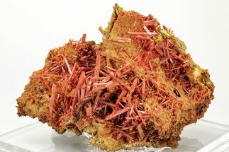 Bright Orange Crocoite Crystal Cluster - Tasmania #206962