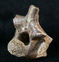 Large Cretaceous Lizard Vertebrae - Hell Creek Formation #12803