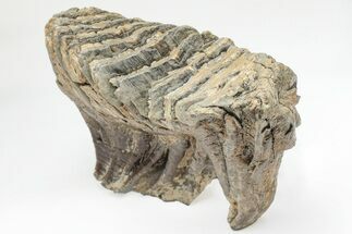 Woolly Mammoth Lower M Molar - North Sea Deposits #207297