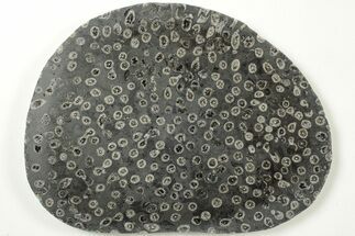 Polished Fossil Coral (Lithostrotion) - England #207094
