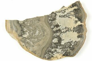 Triassic Aged Stromatolite Fossil - England #207074