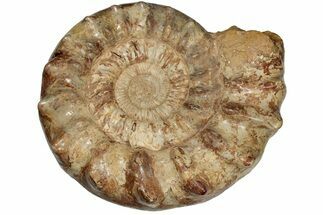 Monster, Ammonite (Kranosphinctites?) Fossil - Madagascar #207415