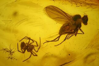 Detailed Fossil Fly (Diptera) and Spider (Araneae) in Baltic Amber #207476