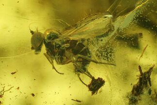 Fossil Ant (Formicidae) and Fly (Diptera) in Baltic Amber #207497