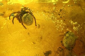 Two Fossil Spiders (Araneae) in Baltic Amber #207506