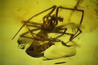 Large Detailed Fossil Spider (Araneae) in Baltic Amber #207522