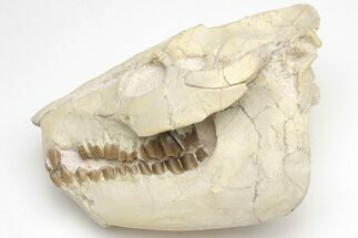 Fossil Oreodont (Merycoidodon) Skull - South Dakota #207470