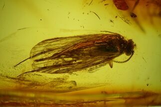 Detailed Fossil Caddisfly (Trichoptera) In Baltic Amber #207533