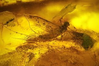 Detailed Fossil Mayfly (Ephemeroptera) In Baltic Amber #207543