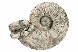 Tractor Ammonite (Douvilleiceras) Fossil - Monster Specimen! #207432