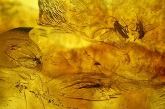 Five Fossil Flies (Diptera) In Baltic Amber #207550