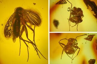 Detailed Fossil Moth Fly, Fly, and Ant in Baltic Amber #207552