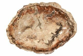 Massive Polished Petrified Wood Dish ( lbs) - Madagascar #207423