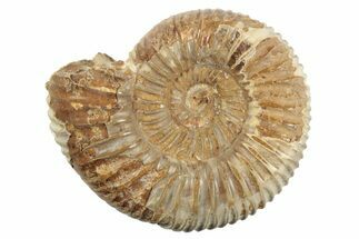 / Polished Perisphinctes Ammonite Fossils - Madagascar #207706