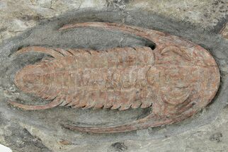 Early Cambrian Trilobite (Resserops) - Tazemmourt, Morocco #207565
