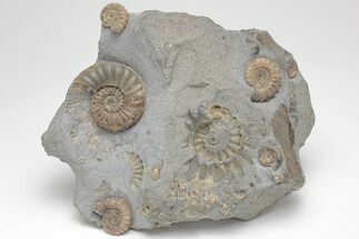 Fossil Jurassic Ammonite (Asteroceras) Cluster - Dorset, England #206501