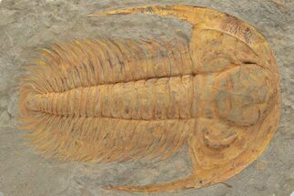 Cambrian Trilobite (Acadoparadoxides) - Tinjdad, Morocco #206625
