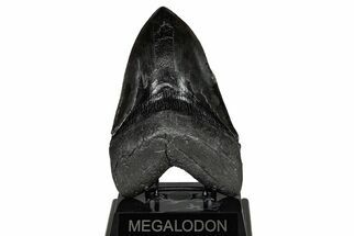 Serrated, Fossil Megalodon Tooth - Massive Meg Tooth #207655