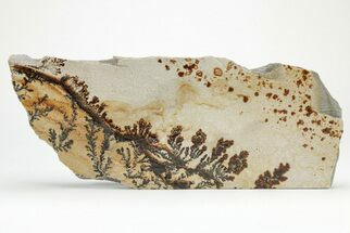 Dendrites On Limestone - Utah #207775