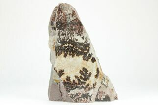 Dendrites On Limestone - Utah #207804