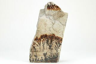 Dendrites On Limestone - Utah #207806