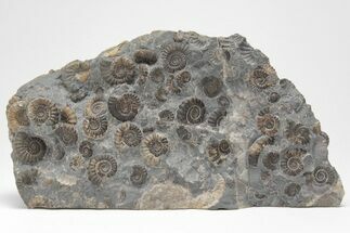 Ammonite (Promicroceras) Cluster - Marston Magna, England #207735